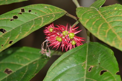 Clerodendrum deflexum
