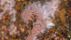 Punctularia atropurpurascens