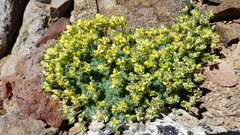 Draba novolympica
