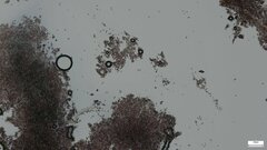 Punctularia atropurpurascens