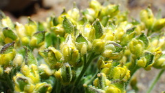 Draba novolympica