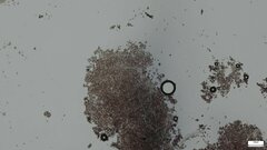 Punctularia atropurpurascens