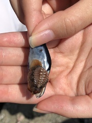 Pusula solandri