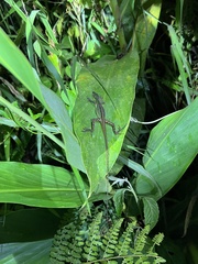 Anolis ventrimaculatus