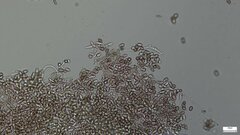 Punctularia atropurpurascens