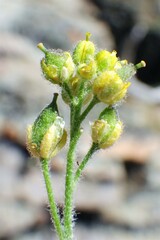 Draba novolympica