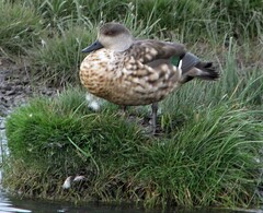 Lophonetta specularioides