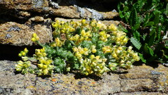 Draba novolympica