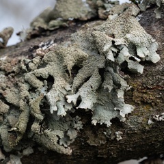 Parmelia submontana