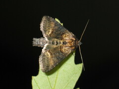 Abrostola asclepiadis