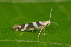 Argyresthia goedartella