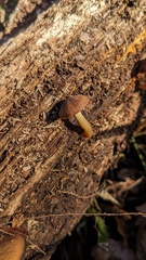 Psathyrella piluliformis