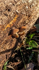Psathyrella piluliformis