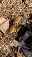 Psathyrella piluliformis