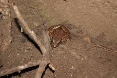 Limnonectes macrodon