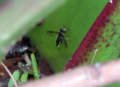 Quichuana pogonosa