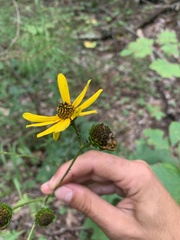 Helianthus atrorubens