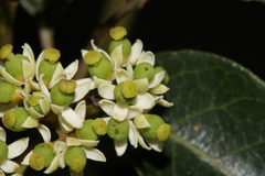 Tetradium glabrifolium
