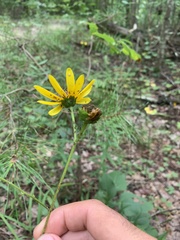 Helianthus atrorubens
