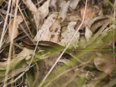 Acritoscincus platynotus