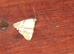 Eulepidotis julianata