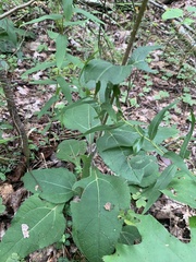 Helianthus atrorubens