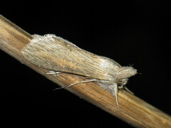 Cucullia dracunculi