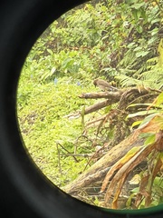 Turdus ignobilis