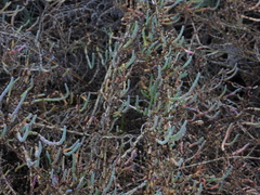 Arthroceras subterminale