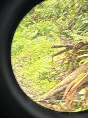 Turdus ignobilis