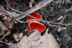 Sarcoscypha coccinea