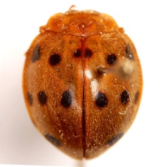 Epilachna tredecimnotata