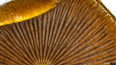 Psathyrella piluliformis