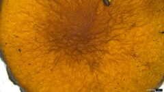 Psathyrella piluliformis