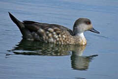 Lophonetta specularioides