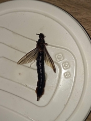 Lymexylidae