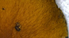 Psathyrella piluliformis