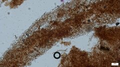 Psathyrella piluliformis