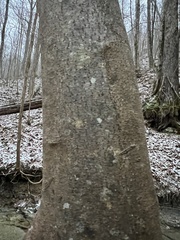 Cladrastis kentukea