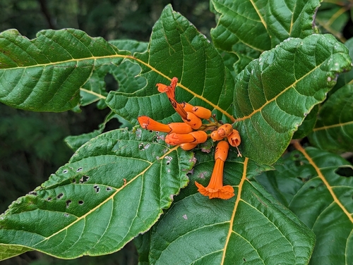 Image of Cordia rickseckeri by no rights reserved