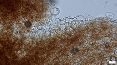 Psathyrella piluliformis