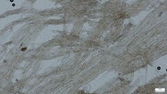 Psathyrella piluliformis