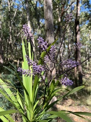 Cordyline stricta