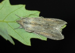 Cucullia dracunculi