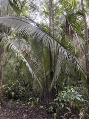 Cocoseae