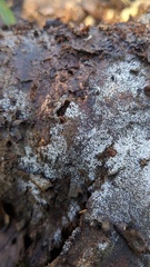 Henningsomyces candidus