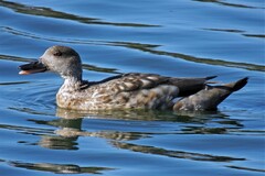 Lophonetta specularioides