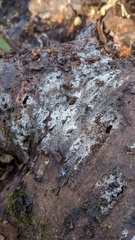 Henningsomyces candidus