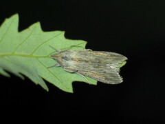 Cucullia dracunculi