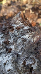 Henningsomyces candidus